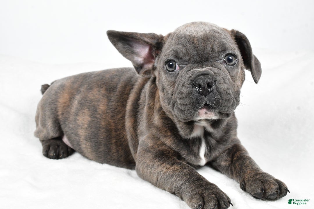 Mixed Breed dogs for sale: Raven - Ad 2