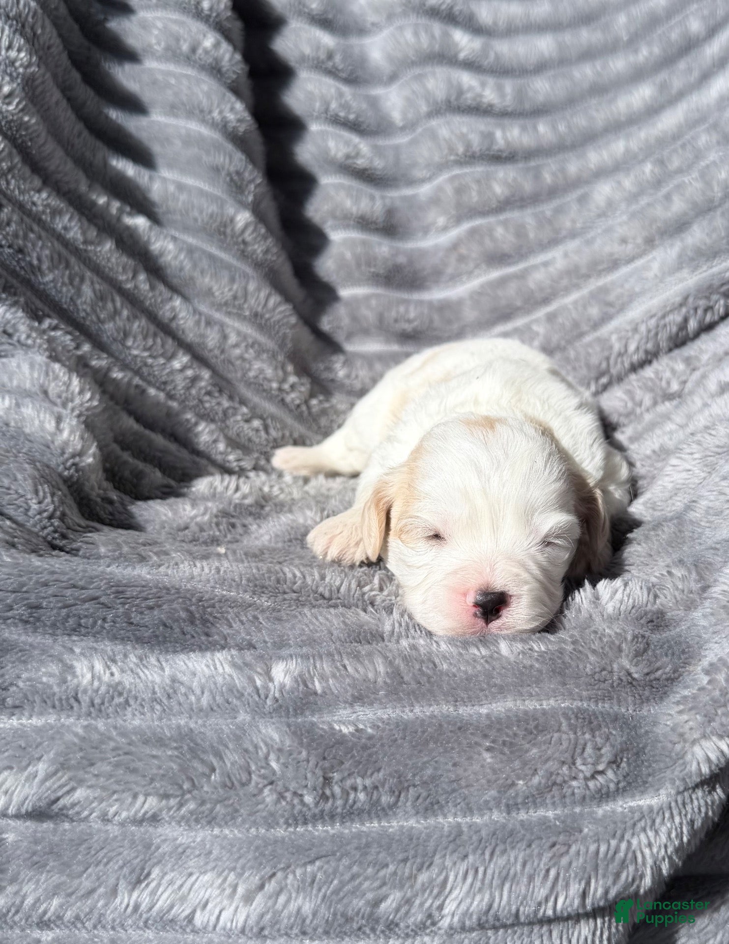 Cavachon dogs Hank - Ad 29