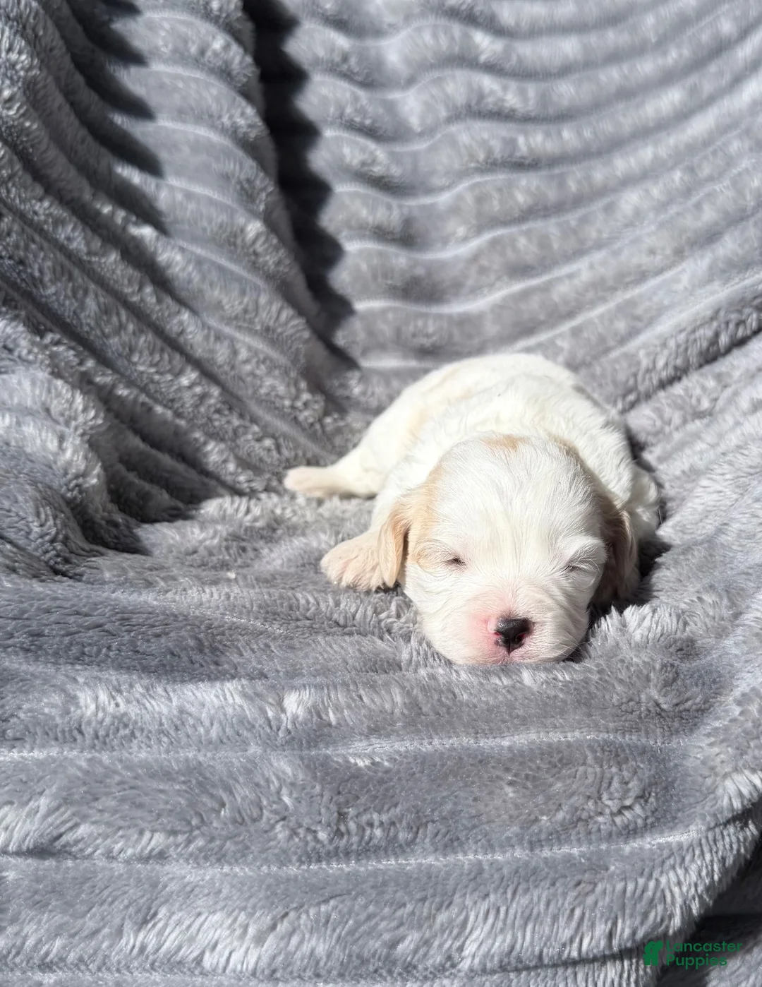 Cavachon dogs for sale: Hank - Ad 1