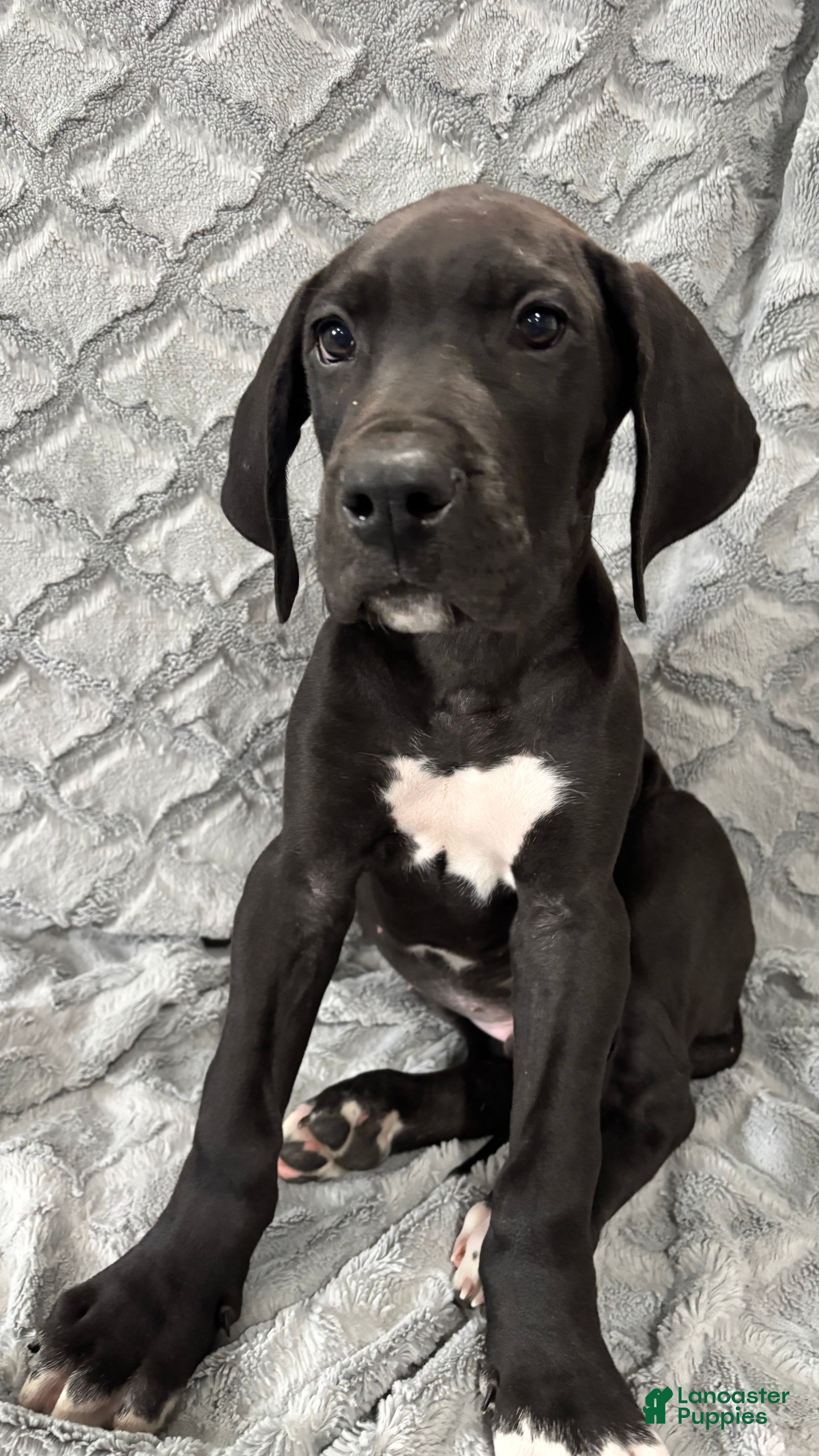 Great Dane dogs Bagheera - Ad 1