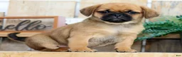 Puggle dogs for sale: Theo - Ad 3