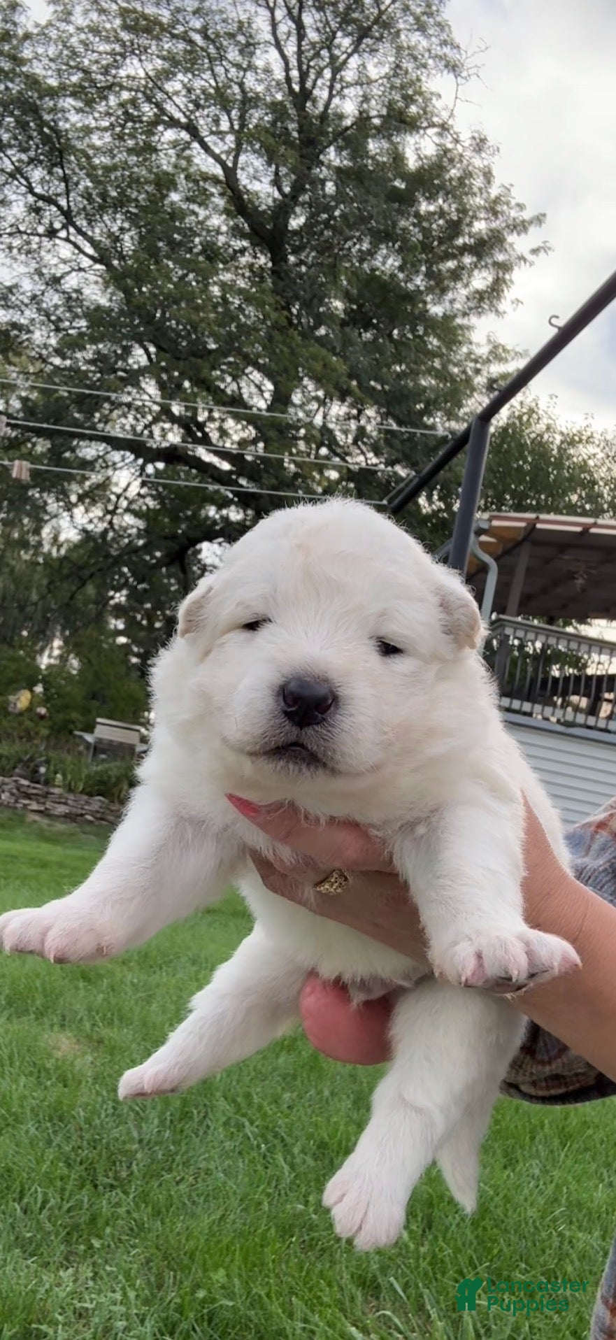 Samoyed dogs for sale: Green - Ad 2