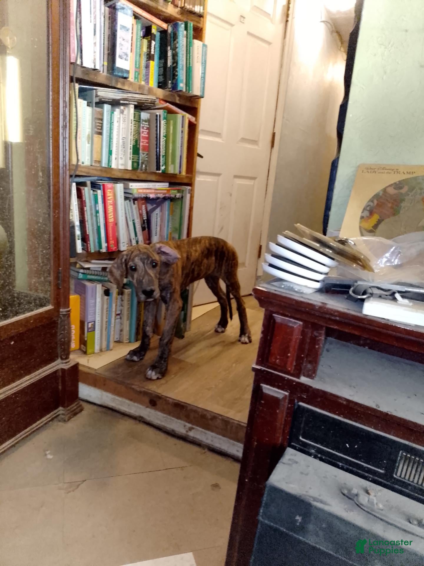Great Dane dogs Great Dane 4 - Ad 12