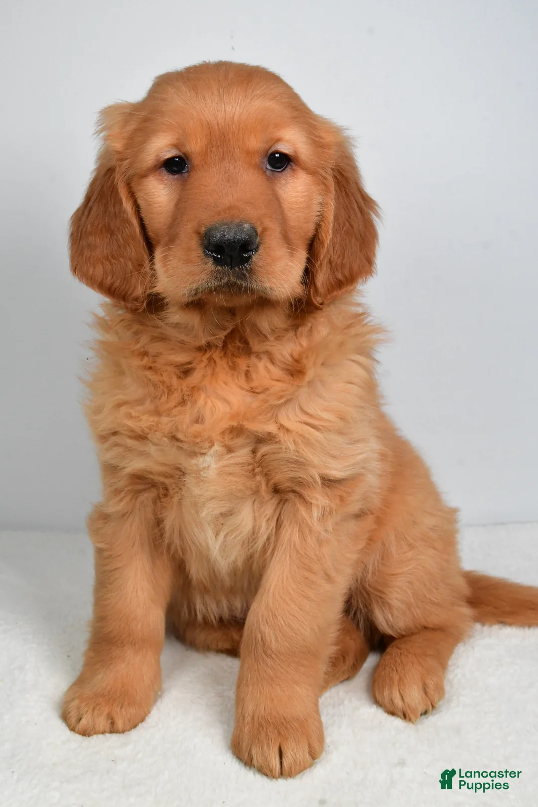 Golden Retriever dogs for sale: Asher - Ad 3