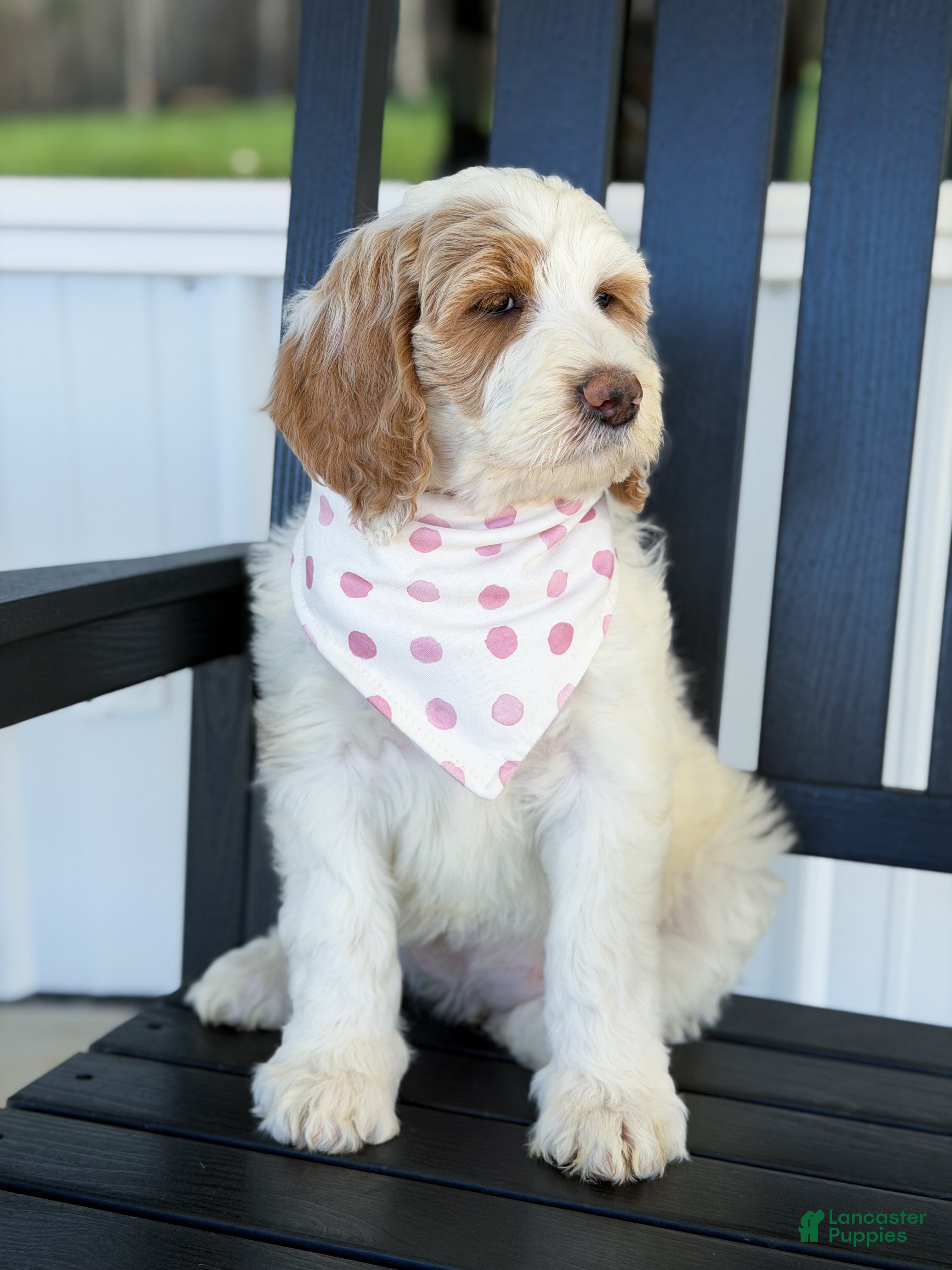 Goldendoodle dogs Amelia  - Ad 1