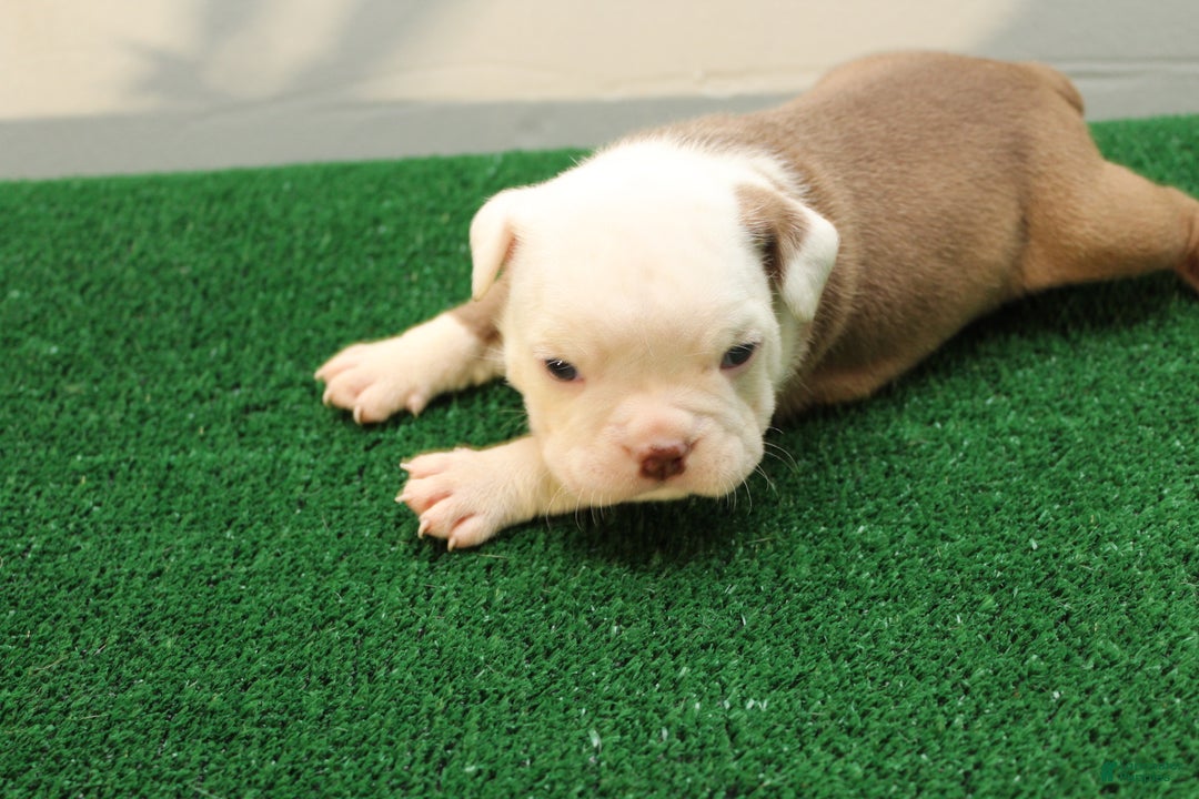 American Bully dogs for sale: American Bully Puppy 1 - Ad 3