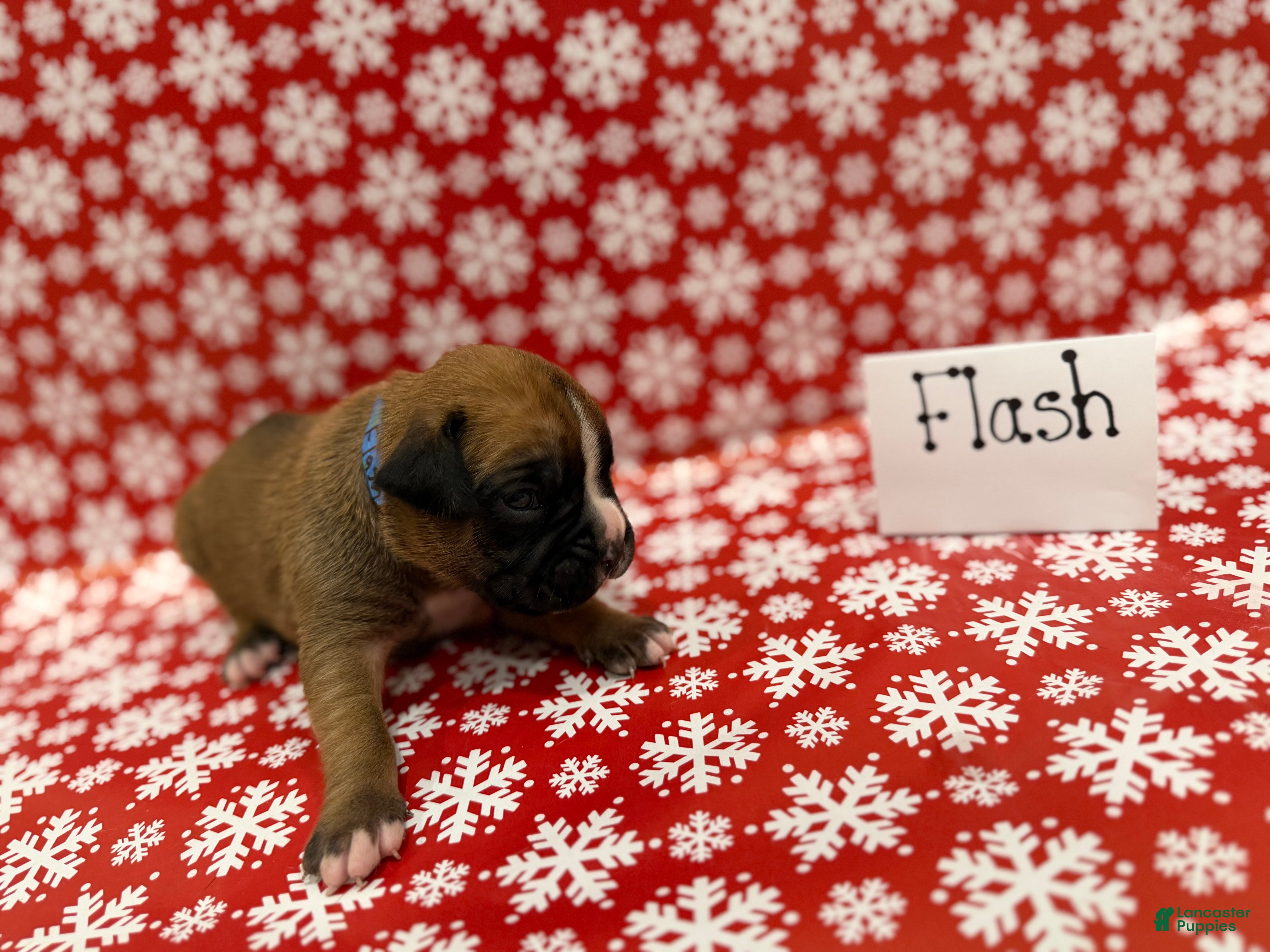 Boxer dogs Flash - Ad 40