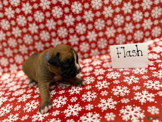 Boxer dogs Flash - Ad 40