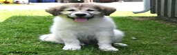Mixed Breed dogs for sale: Bowan - Ad 2