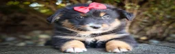 Mini Aussiedoodle dogs for sale: Laney🦋 - Ad 5