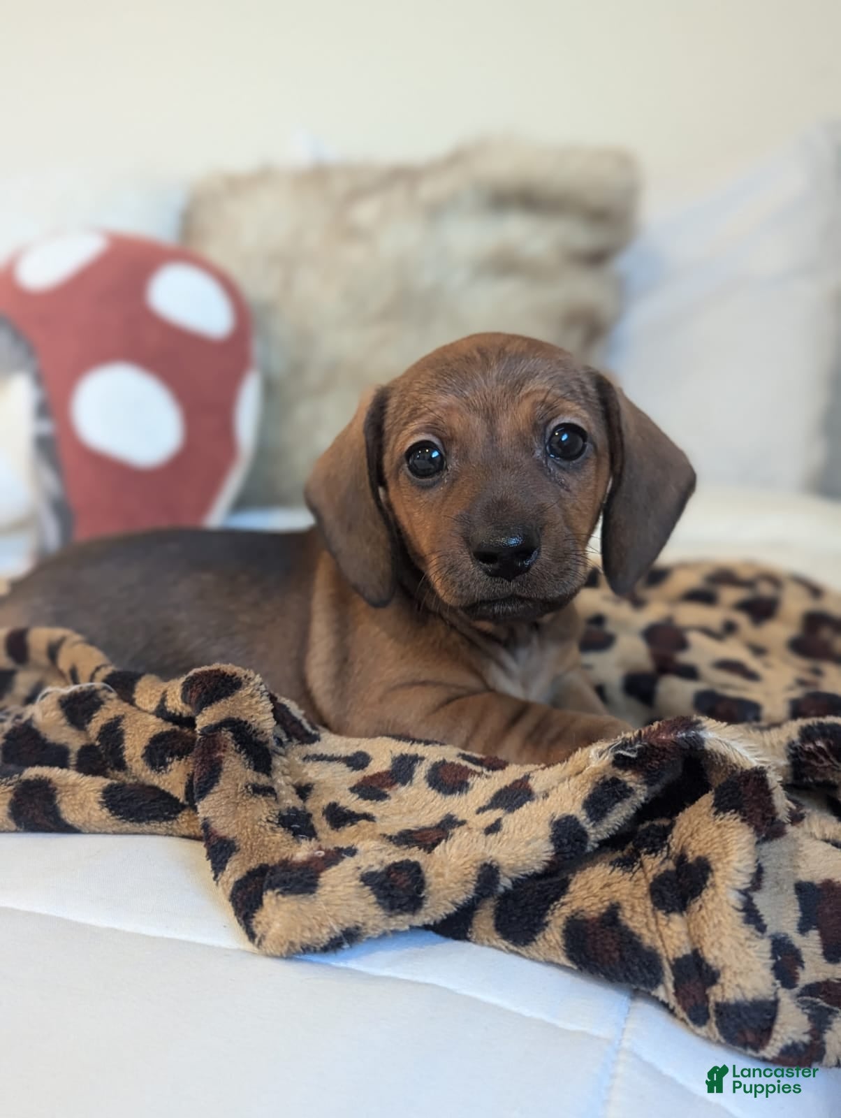 Dachshund dogs Posey  - Ad 13