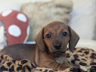 Dachshund dogs Posey - Ad 20