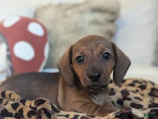 Dachshund dogs Posey - Ad 25