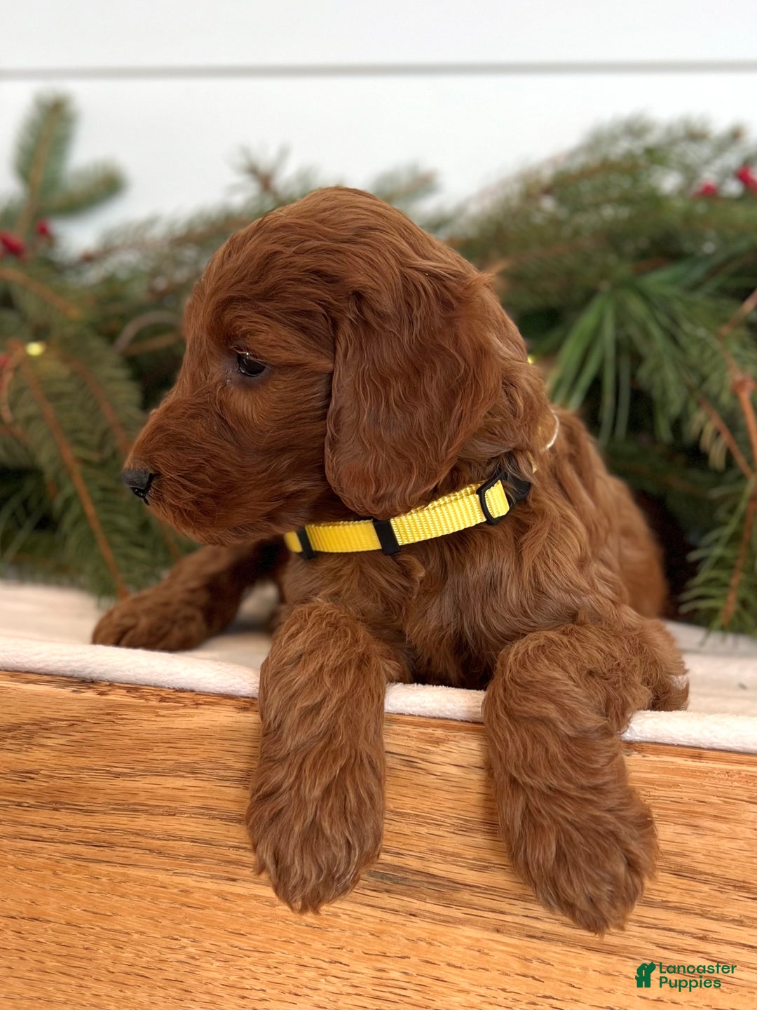 Irish Doodle dogs for sale: Ginger - Ad 13