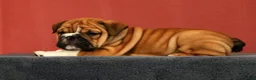 English Bulldog dogs for sale: Max - Ad 9