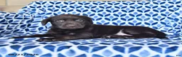 Labrador Retriever dogs for sale: Carmen - Ad 4