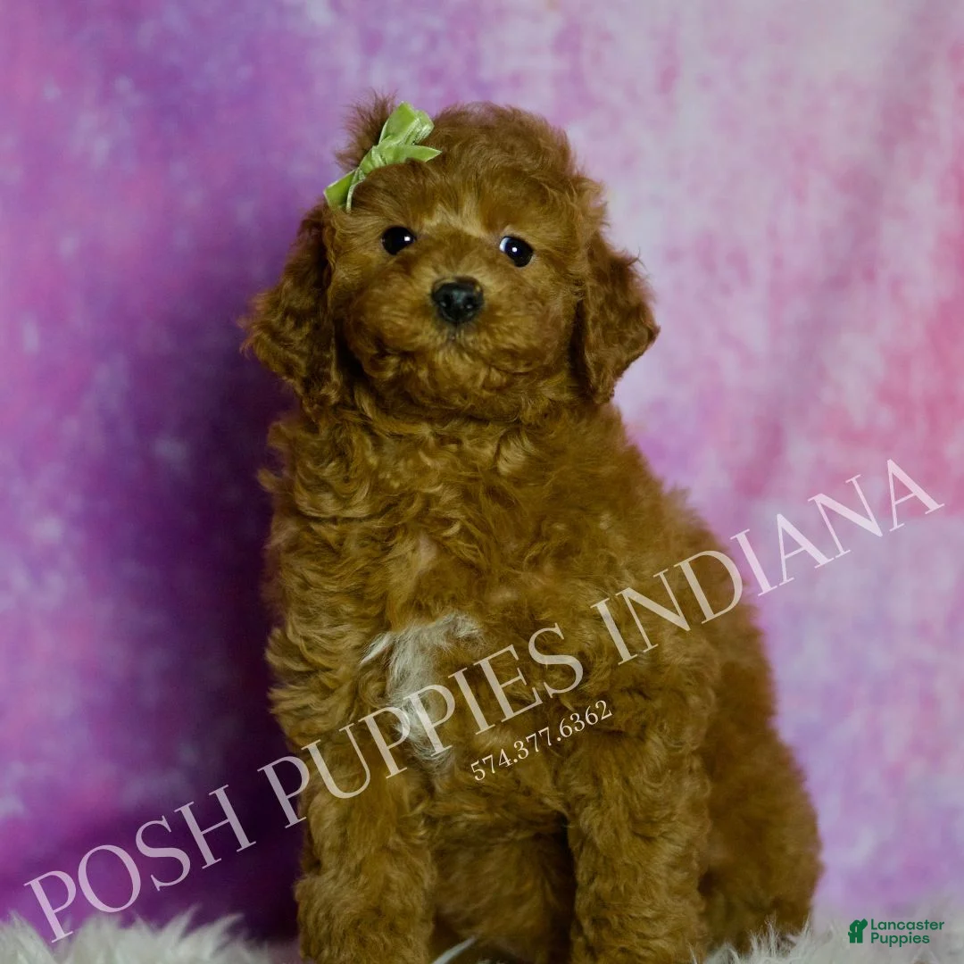 Mini Goldendoodle dogs for sale: Deeter - Ad 5