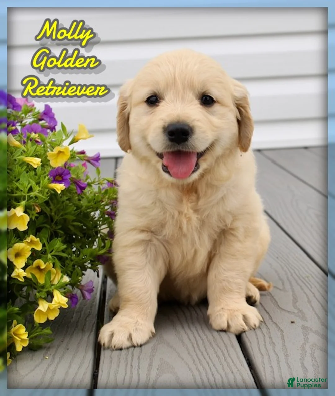 Golden Retriever dogs for sale: Molly - Ad 1