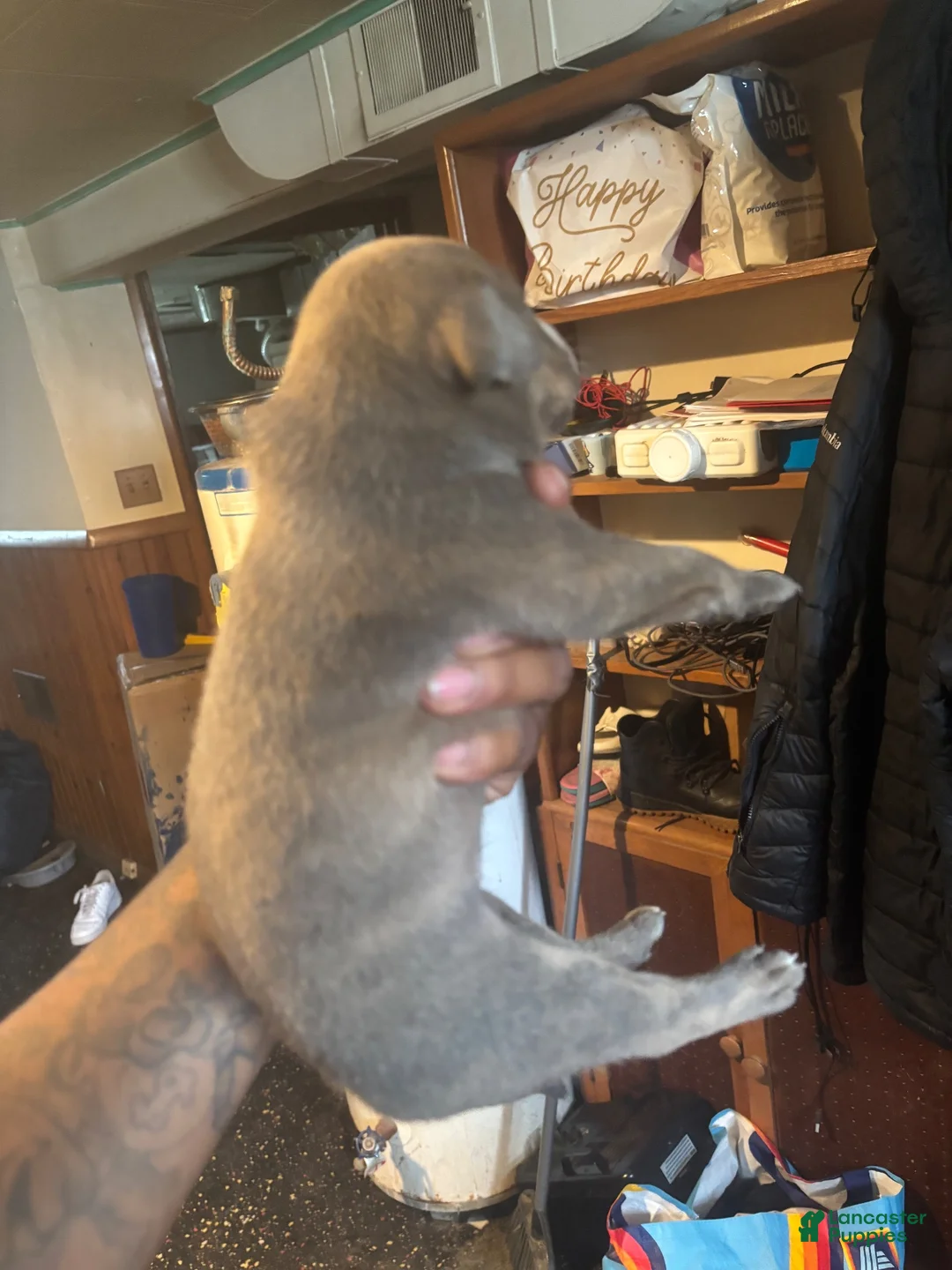 Mixed Breed dogs for sale: Mixed Breed 5 - Ad 2