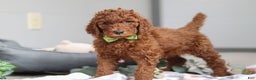 Standard Poodle dogs for sale: Blake AKC - Ad 1