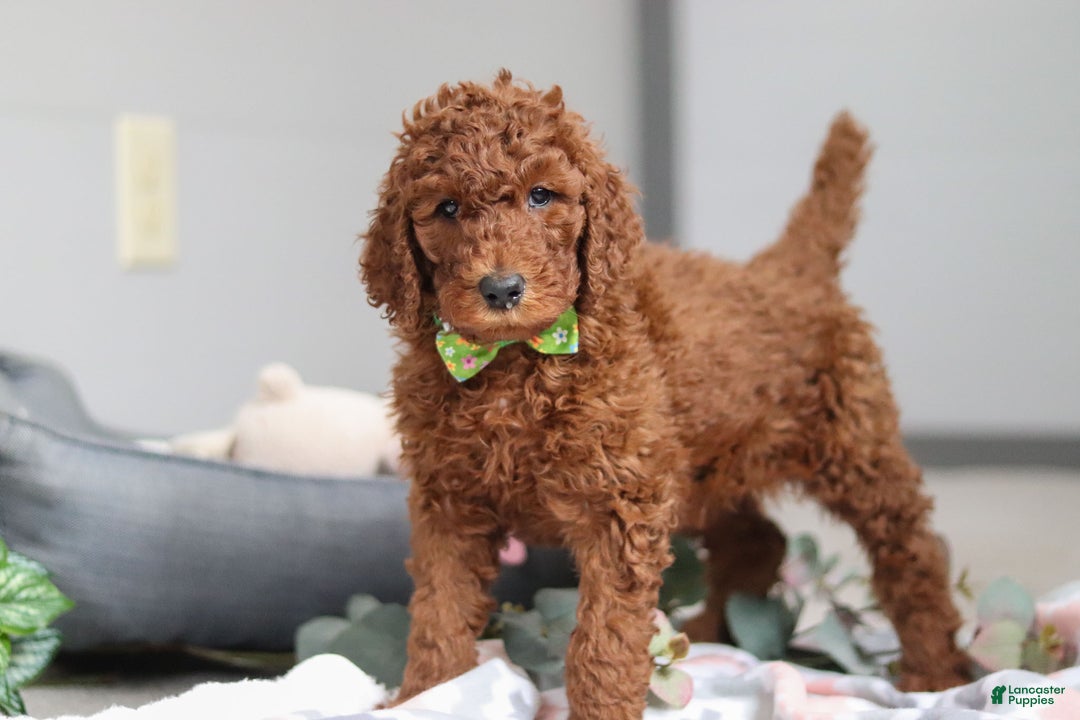 Standard Poodle dogs for sale: Blake AKC - Ad 1