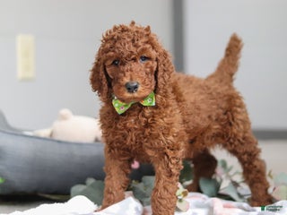 Standard Poodle dogs Blake AKC - Ad 15