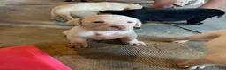 Labrador Retriever dogs for sale: Lab  - Ad 7