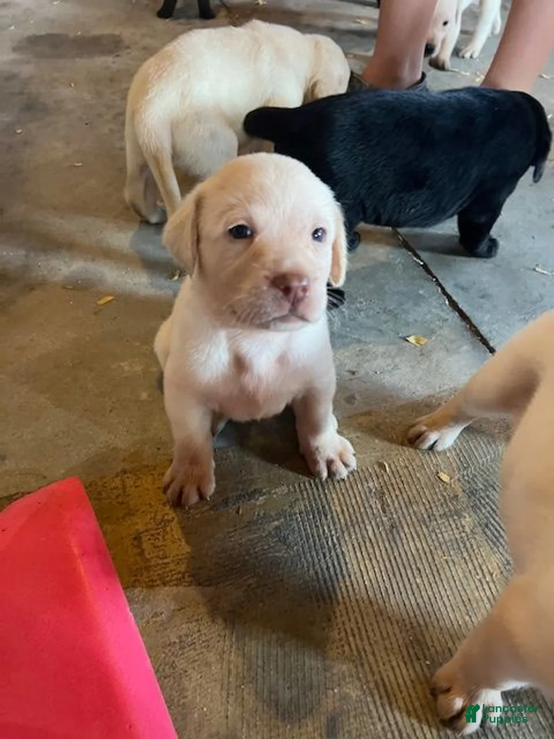 Labrador Retriever dogs for sale: Lab  - Ad 7