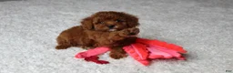 Toy Poodle dogs for sale: Maxwell - Ad 4