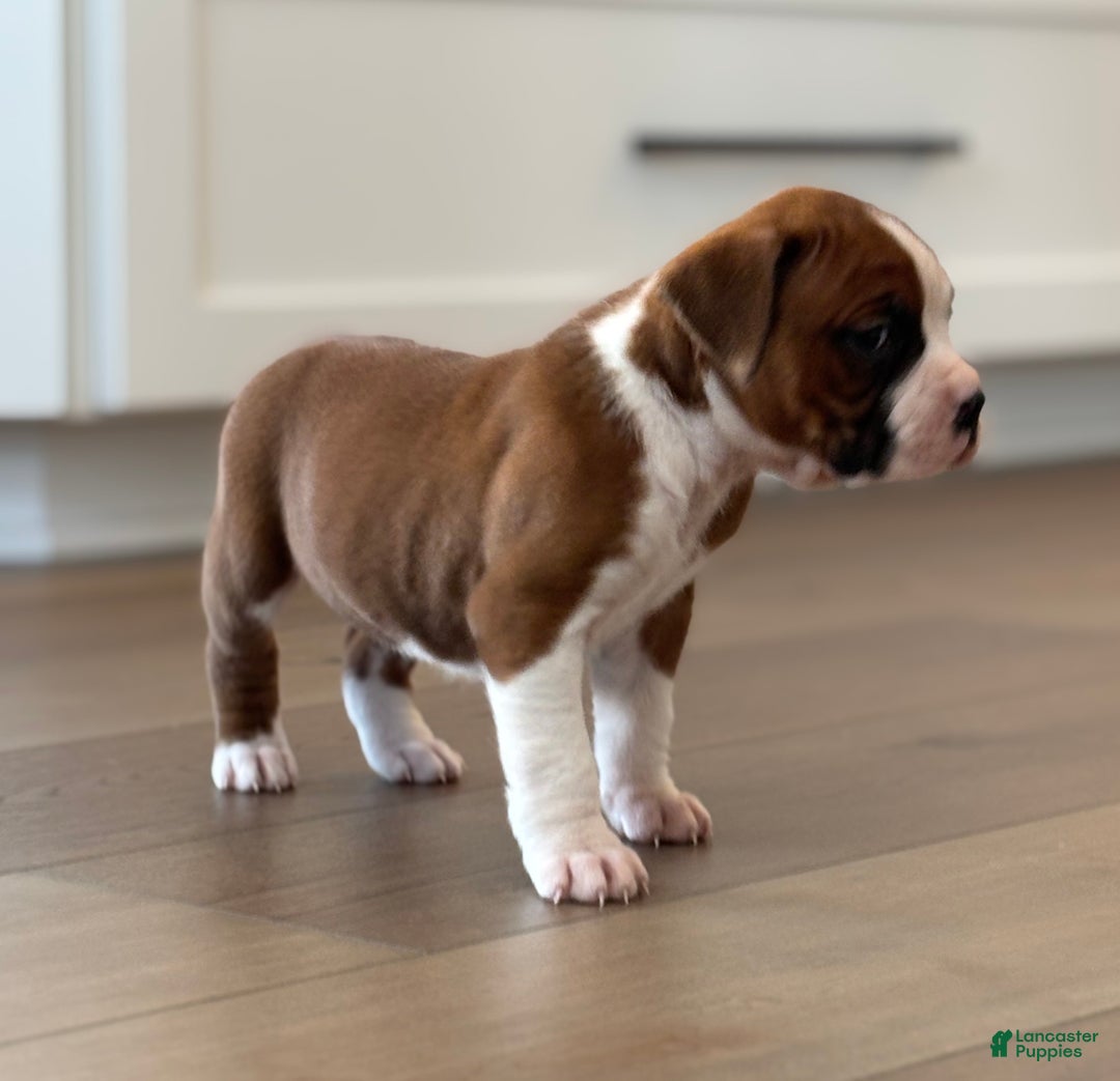 Boxer dogs for sale: Noel - Ad 7