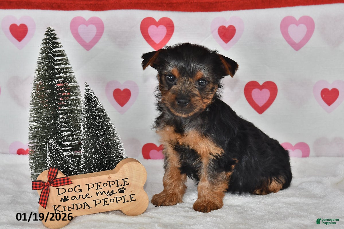 Yorkshire Terrier dogs Abby - Ad 12