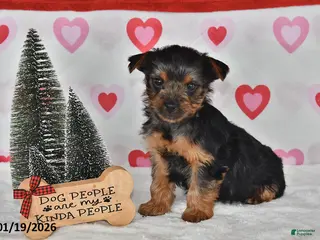 Yorkshire Terrier dogs Abby - Ad 30