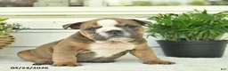English Bulldog dogs for sale: Luna  - Ad 3