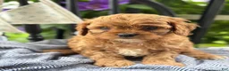 Cavapoo dogs for sale: Judd - Ad 7