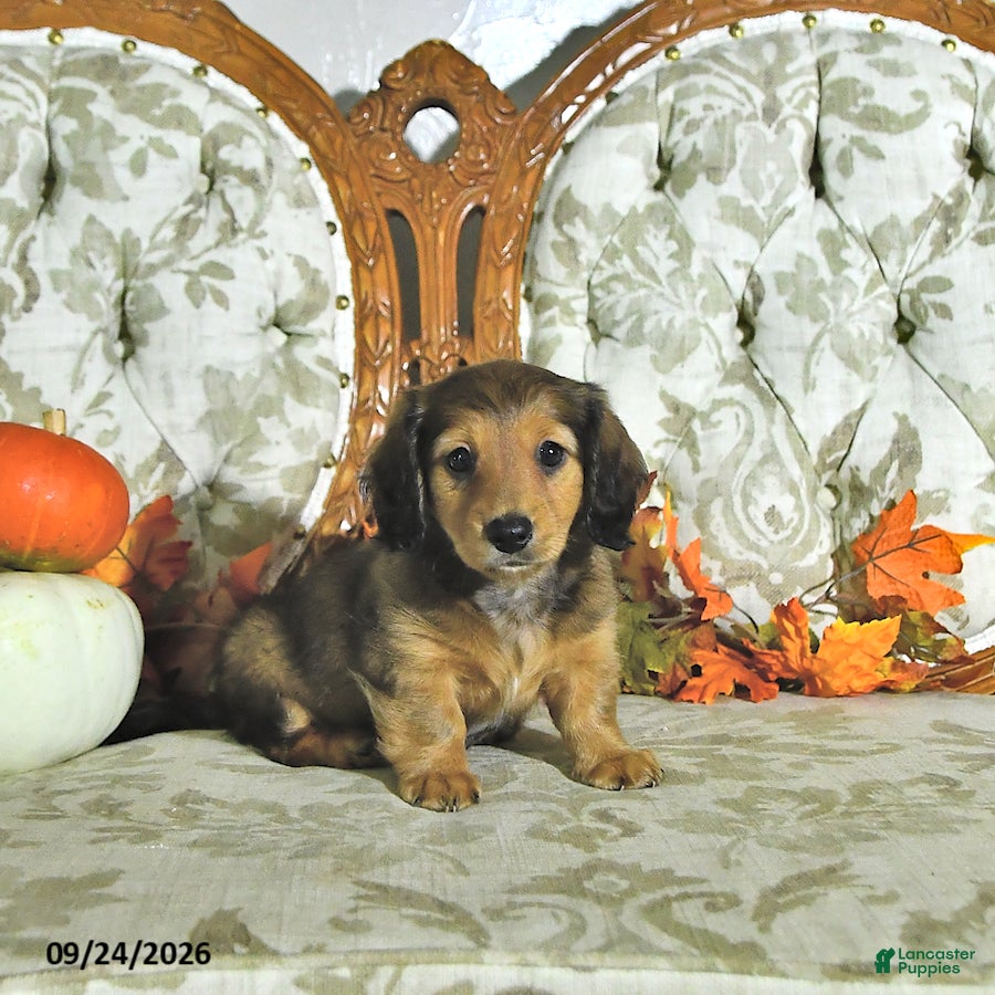 Miniature Dachshund dogs Willow - Ad 2