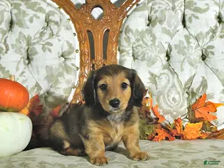 Miniature Dachshund dogs Willow - Ad 2
