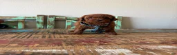 Toy Poodle dogs for sale: Akc Red Toy Poodle Boy - Ad 6