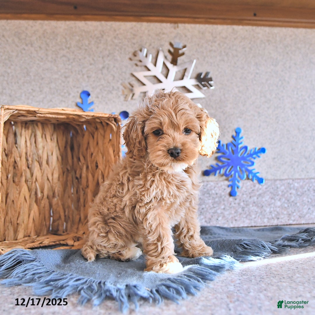 Cockapoo dogs for sale: Bitzy - Ad 3