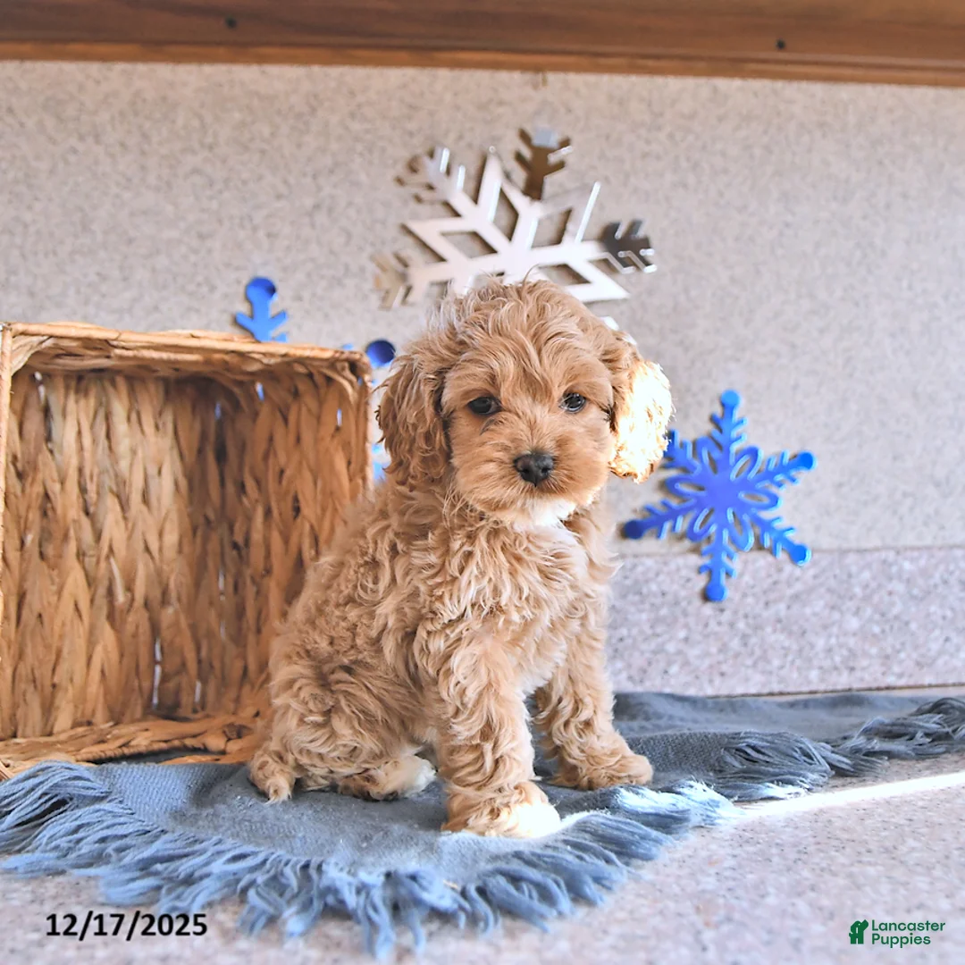 Cockapoo dogs for sale: Bitzy - Ad 8