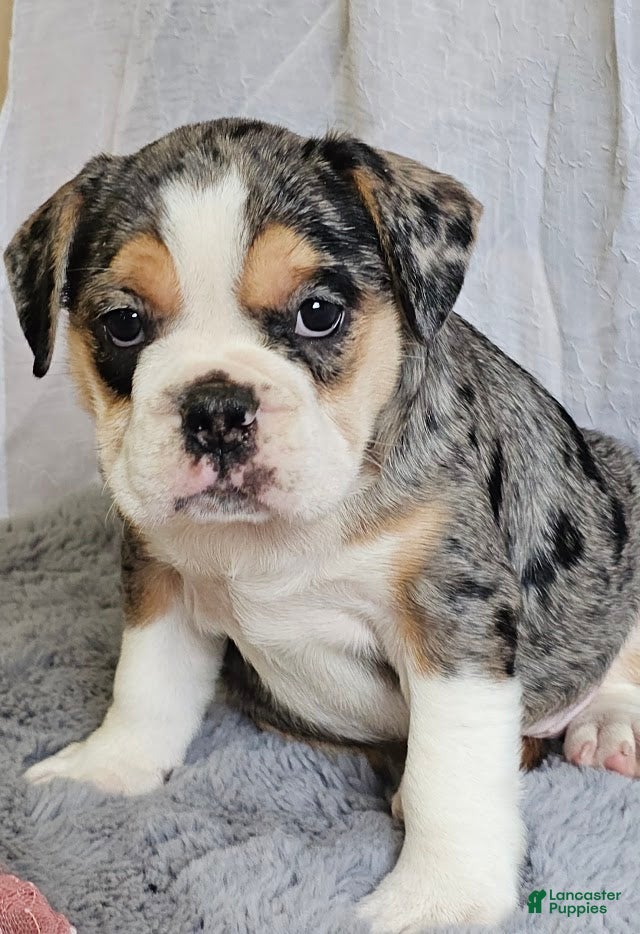 Mixed Breed dogs Exotic Merle Freelance Bulldog - Ad 2