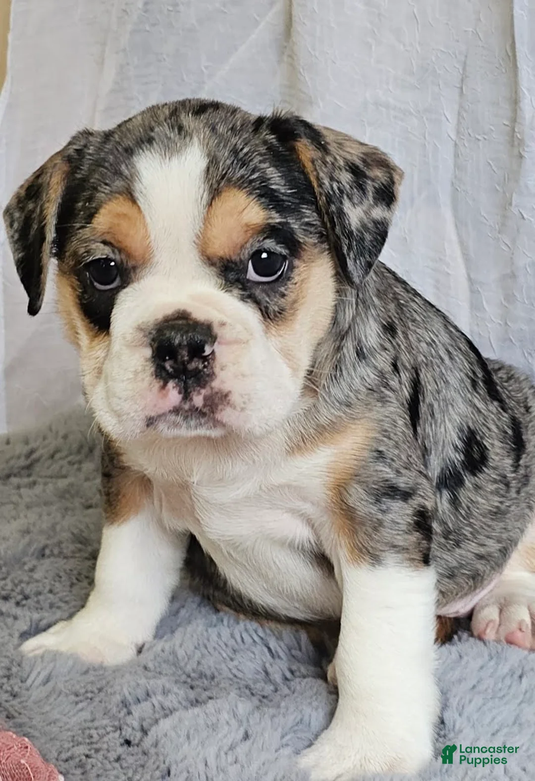 Mixed Breed dogs for sale: Exotic Merle Freelance Bulldog - Ad 2