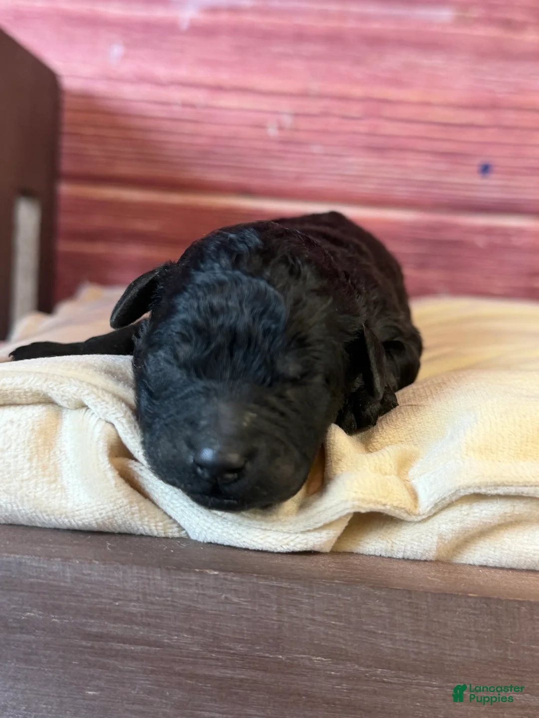 Toy Poodle dogs for sale: Bruno - Ad 2