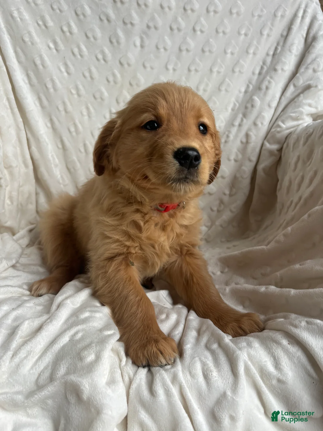 Golden Retriever dogs for sale: Golden Retriever Puppy 7 - Ad 2
