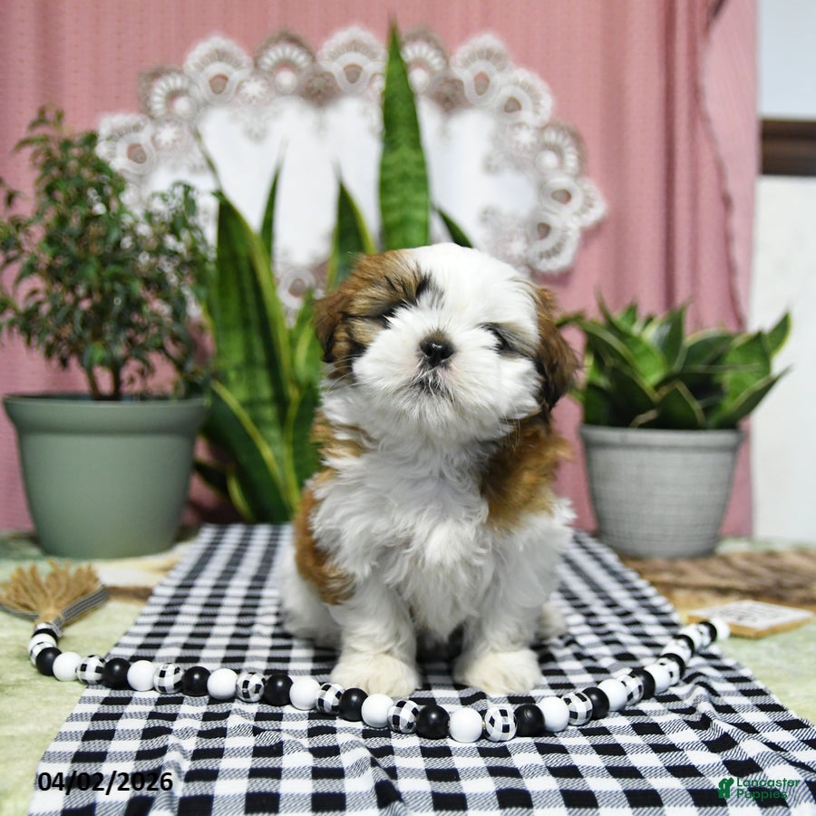 Shih Tzu dogs Rosie - Ad 2