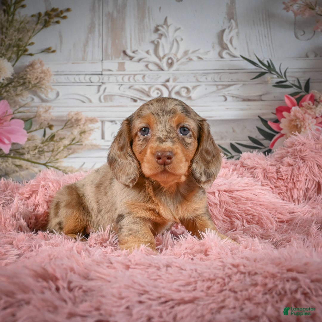 Miniature Dachshund dogs for sale: AKC-Ruger - Ad 8