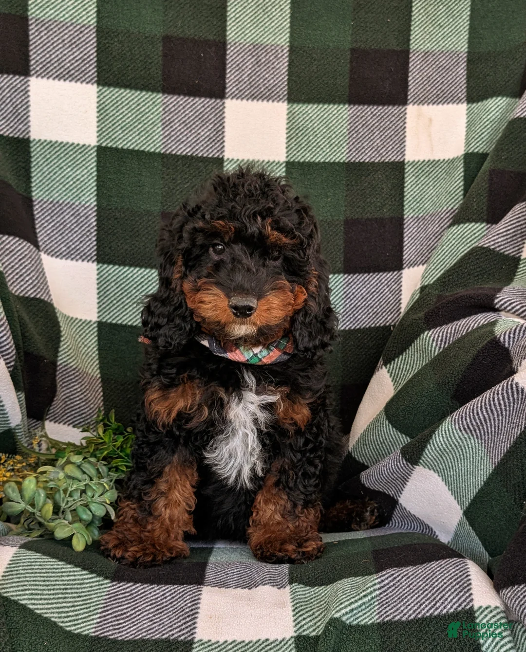 Mini Goldendoodle dogs for sale: Clifford Hypoallergenic - Ad 2