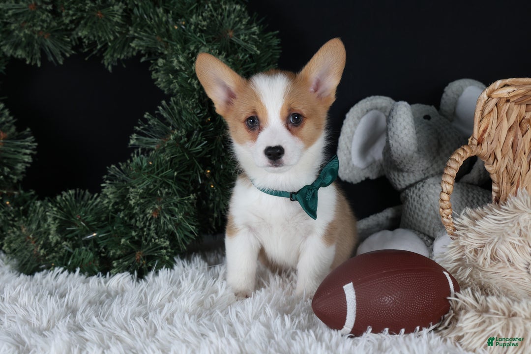 Welsh Corgi Pembroke dogs for sale: Hunter - Ad 5