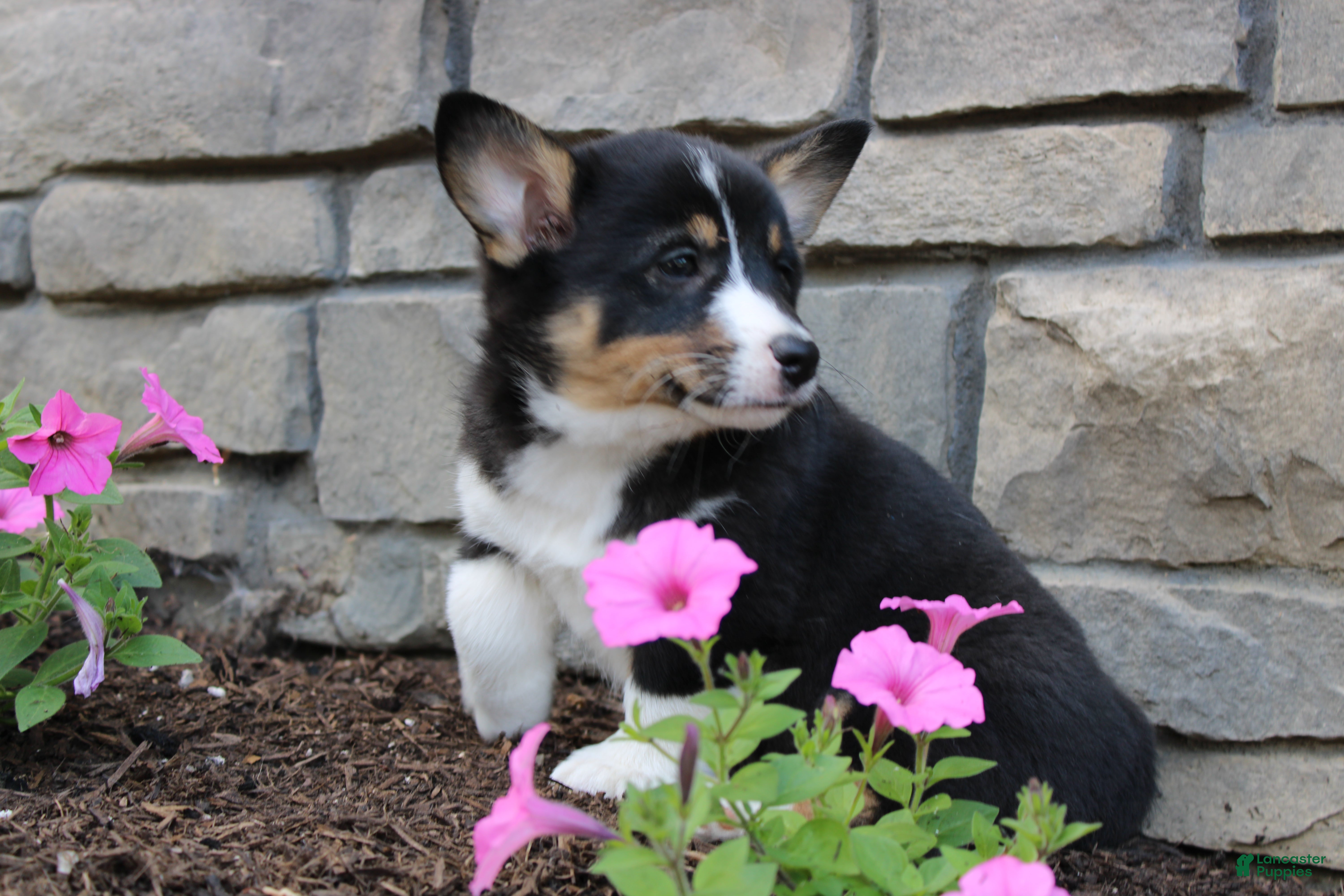 Welsh Corgi Pembroke dogs Diesel - Ad 2