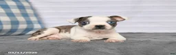 Boston Terrier dogs for sale: Ronald - Ad 5