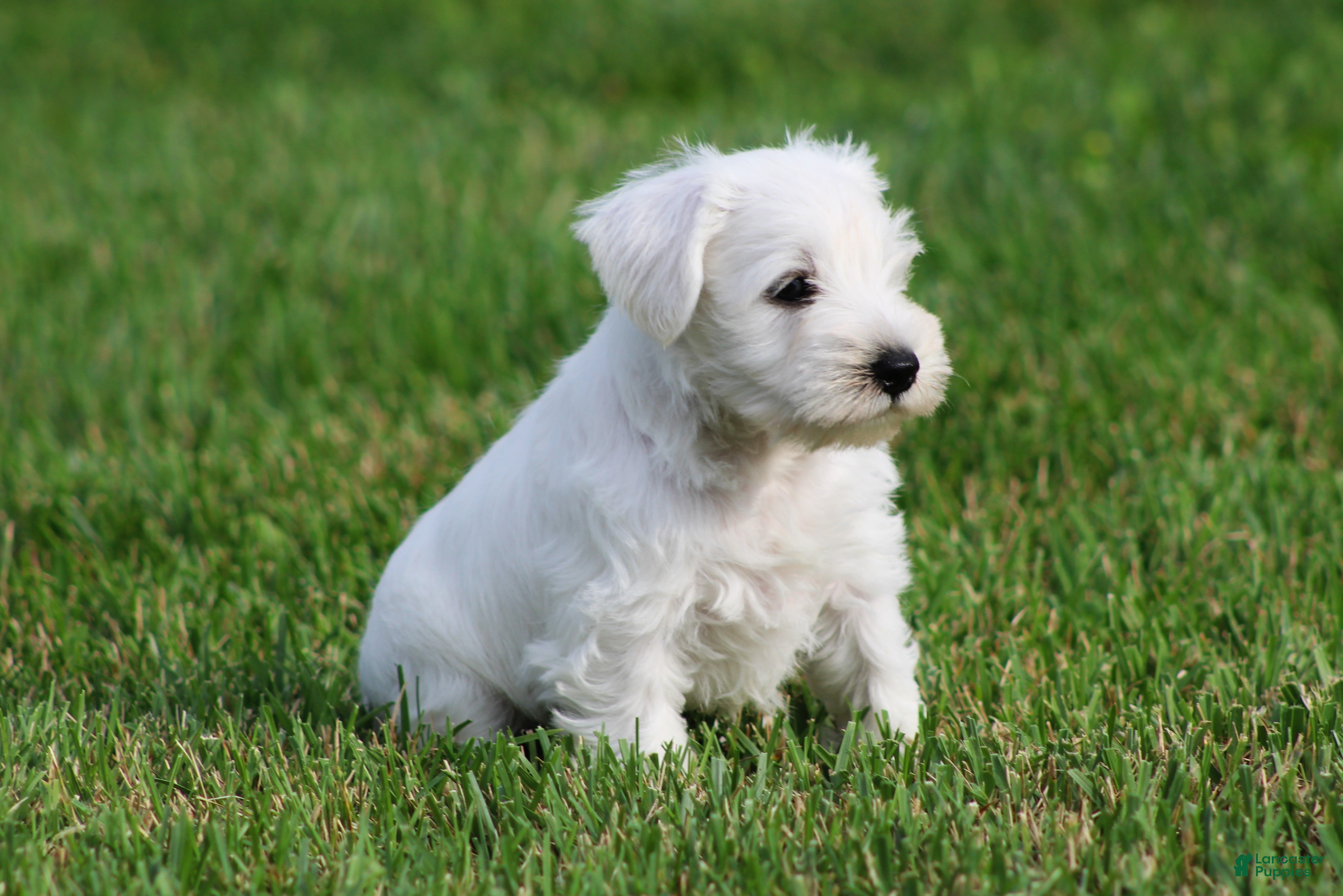 Miniature Schnauzer dogs George  - Ad 1